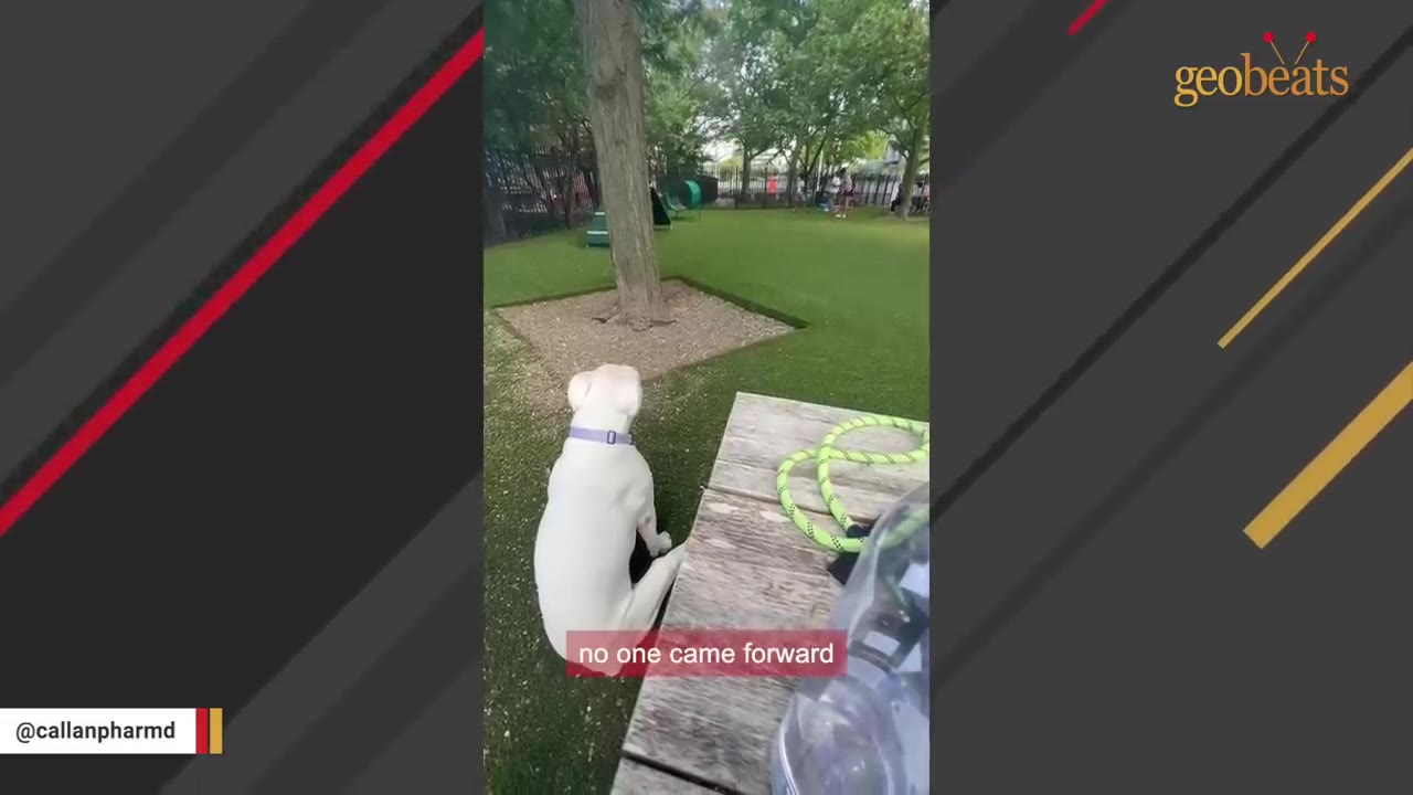 A white dog sits on the grass in a park next to a wooden bench, looking away from the camera, with a caption that reads 'no one came forward'.