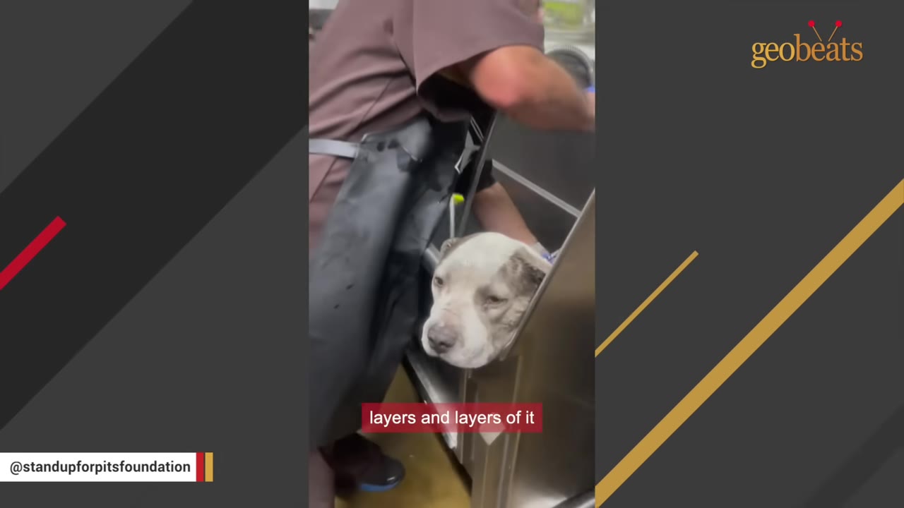 A grey and white dog stands in a stainless steel veterinary tub while a person in a brown scrub top and black apron washes them.