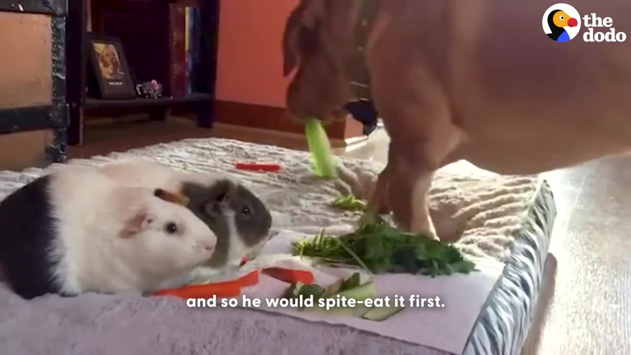 A brown dog leans down to take a celery stick from a pile of green vegetables on a mat next to two guinea pigs.
