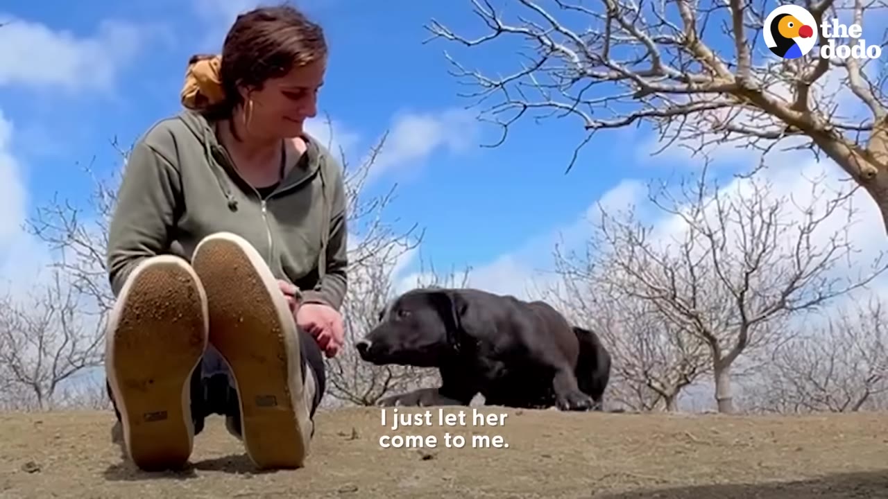 A woman sitting on the ground outdoors under a blue sky, looking down at a black dog that is lying down and looking towards her.