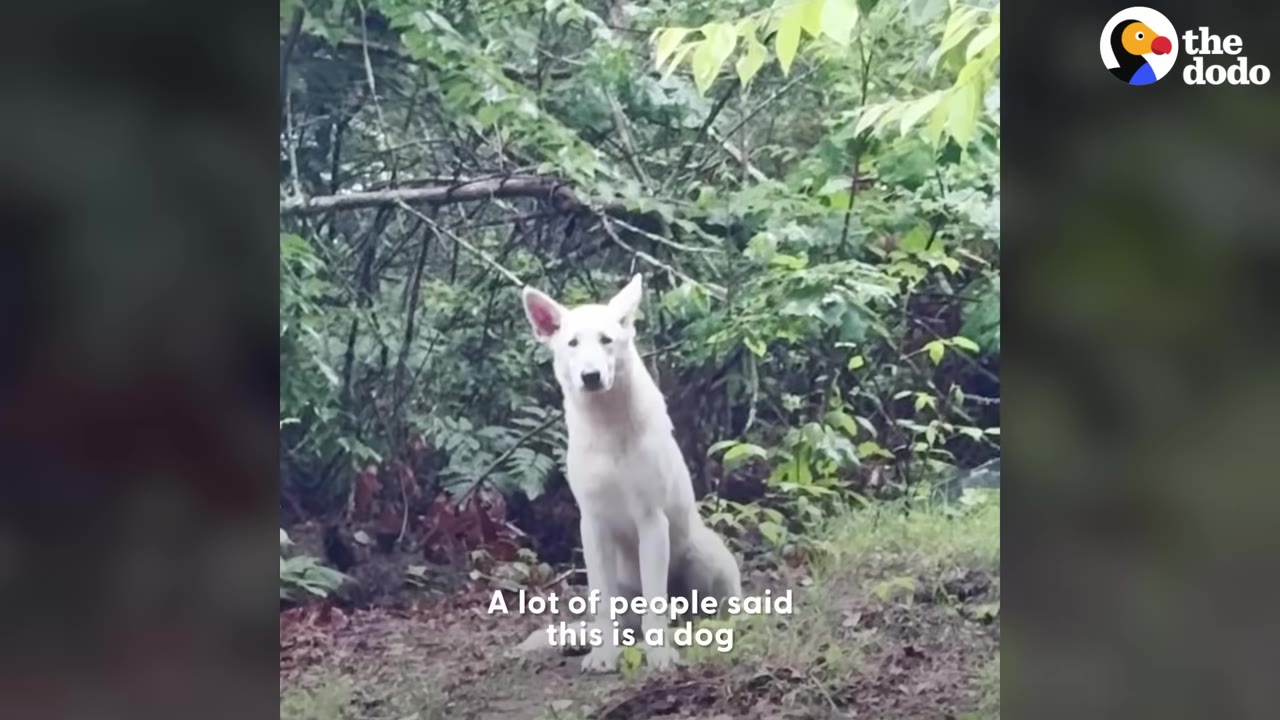 A white dog sits in a wooded area, looking directly at the camera, with text overlay reading 'A lot of people said this is a dog'.