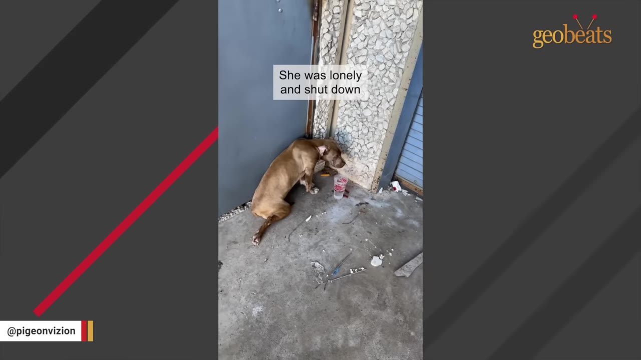 A brown dog huddled fearfully in a corner between a blue door and a stone wall.