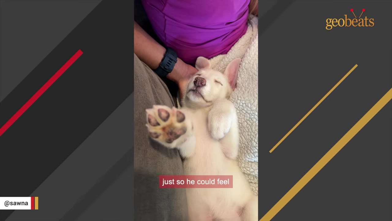 A small white puppy sleeping peacefully on its back on a person's lap, with its paw raised in the air.