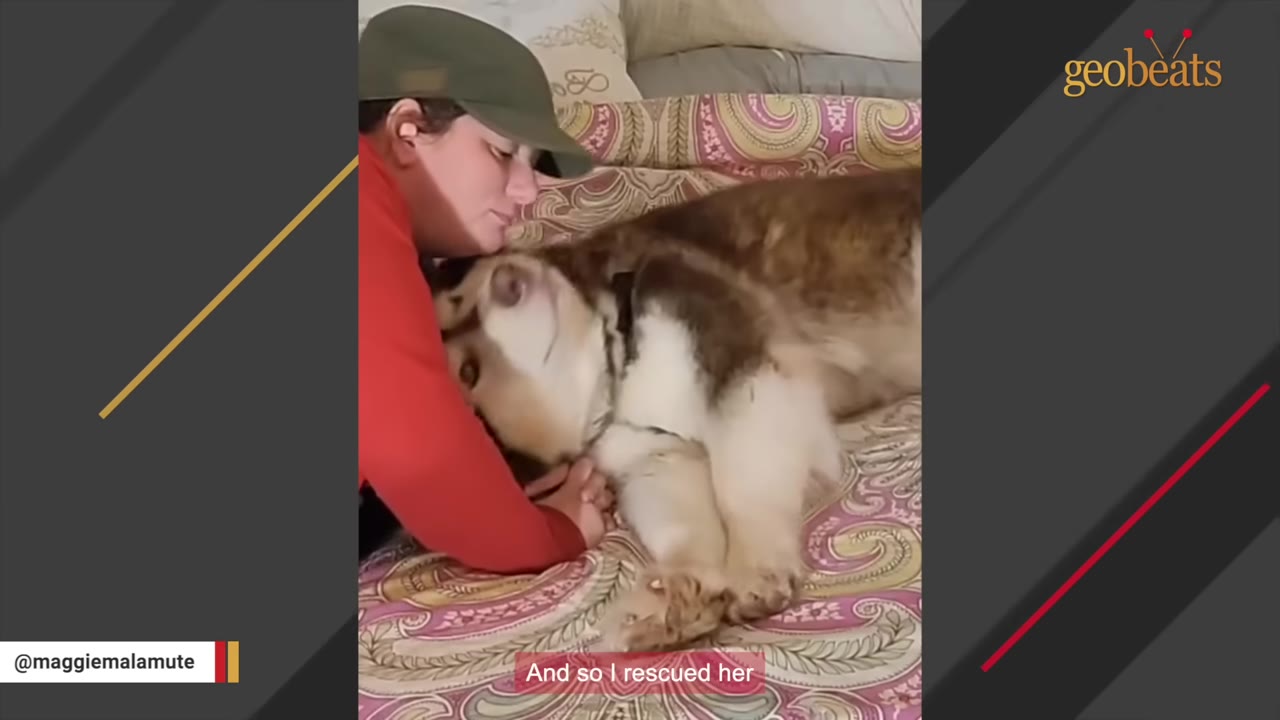 A person wearing a green cap and red shirt hugs a large, fluffy brown and white dog lying on a patterned bedspread.