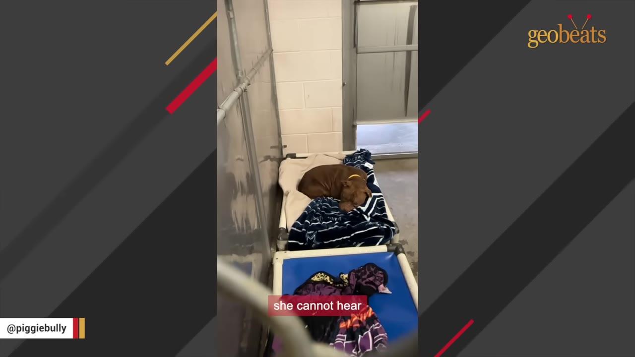 A brown dog sleeping curled up on a cot with a blue and white blanket inside a shelter kennel.