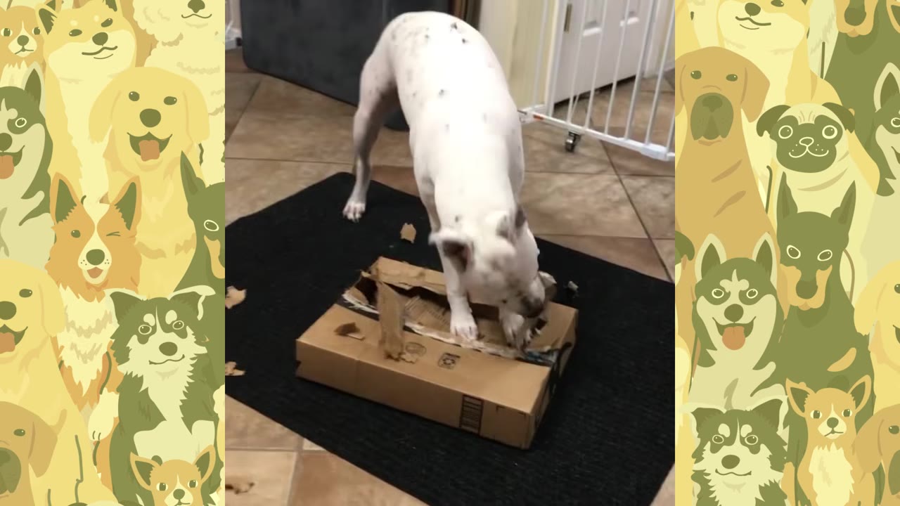 A white dog with black spots stands on a black mat, tearing apart a cardboard box with its paws and mouth.