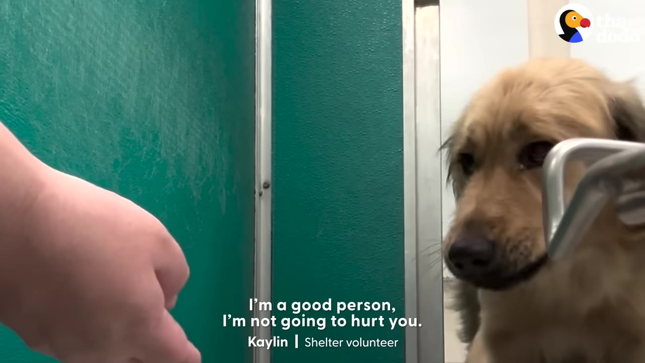 A shelter volunteer's hand reaches out gently toward a hesitant golden-colored dog inside a kennel.
