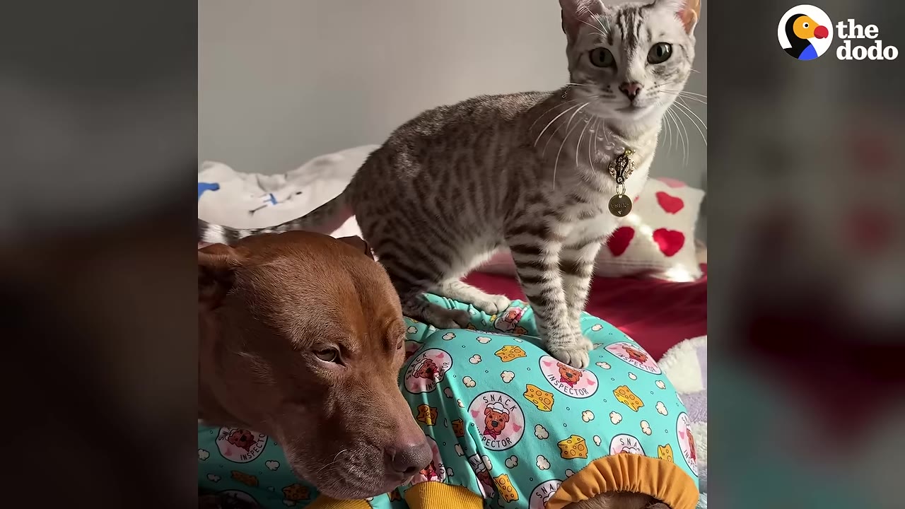 A brown dog wearing a blue patterned shirt lies down while a silver tabby cat stands on its back and looks at the camera.