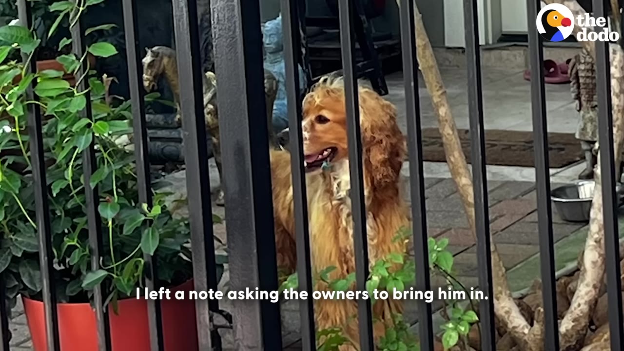 A golden cocker spaniel stands behind a black metal fence, looking out from a patio area.