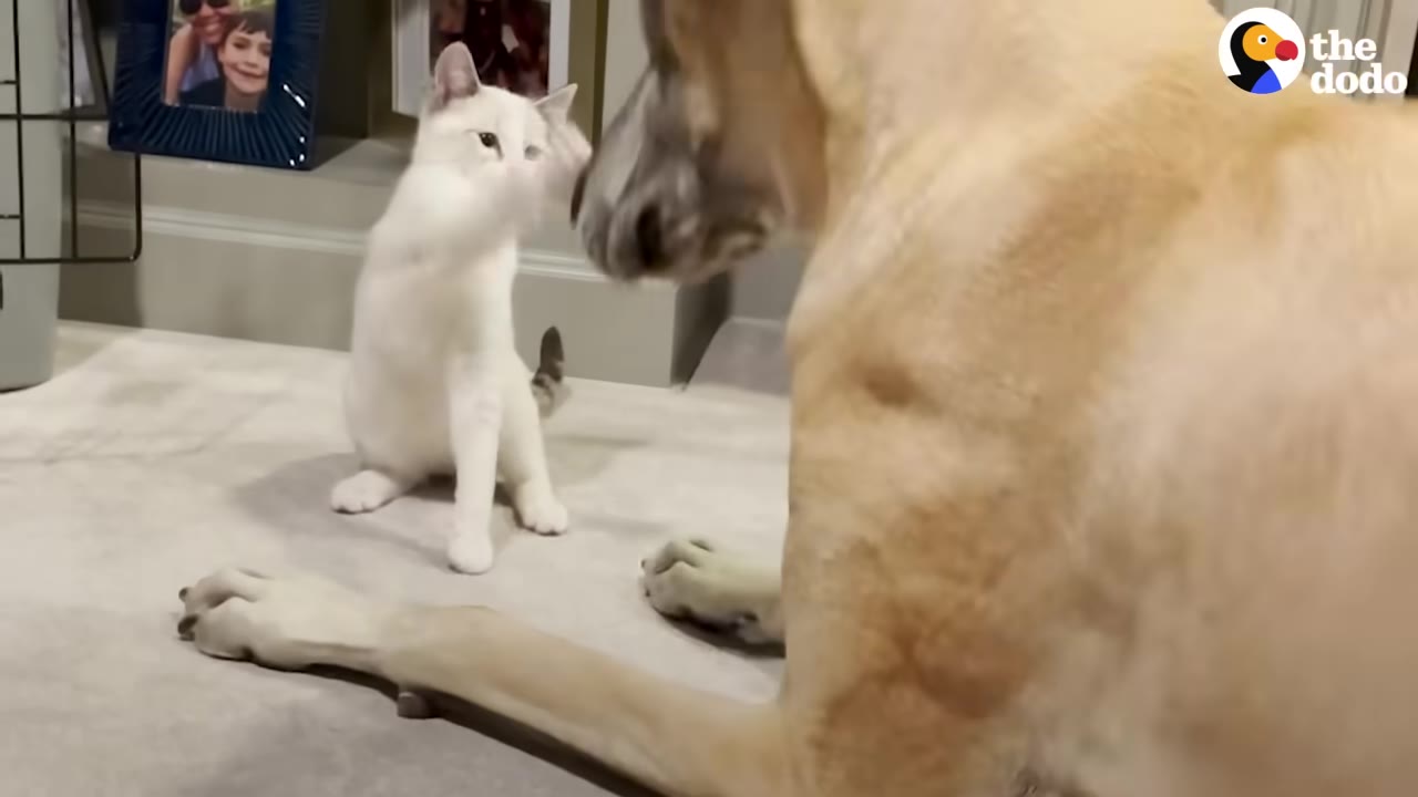 A small white cat sits on a rug and raises its paw towards the snout of a large tan dog, setting boundaries.