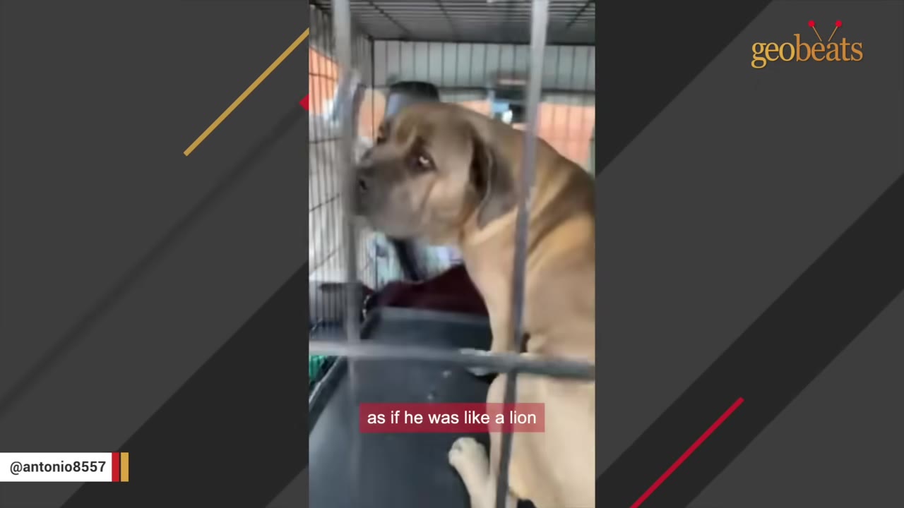 A brown dog sits inside a metal wire crate, looking out with a cautious expression.