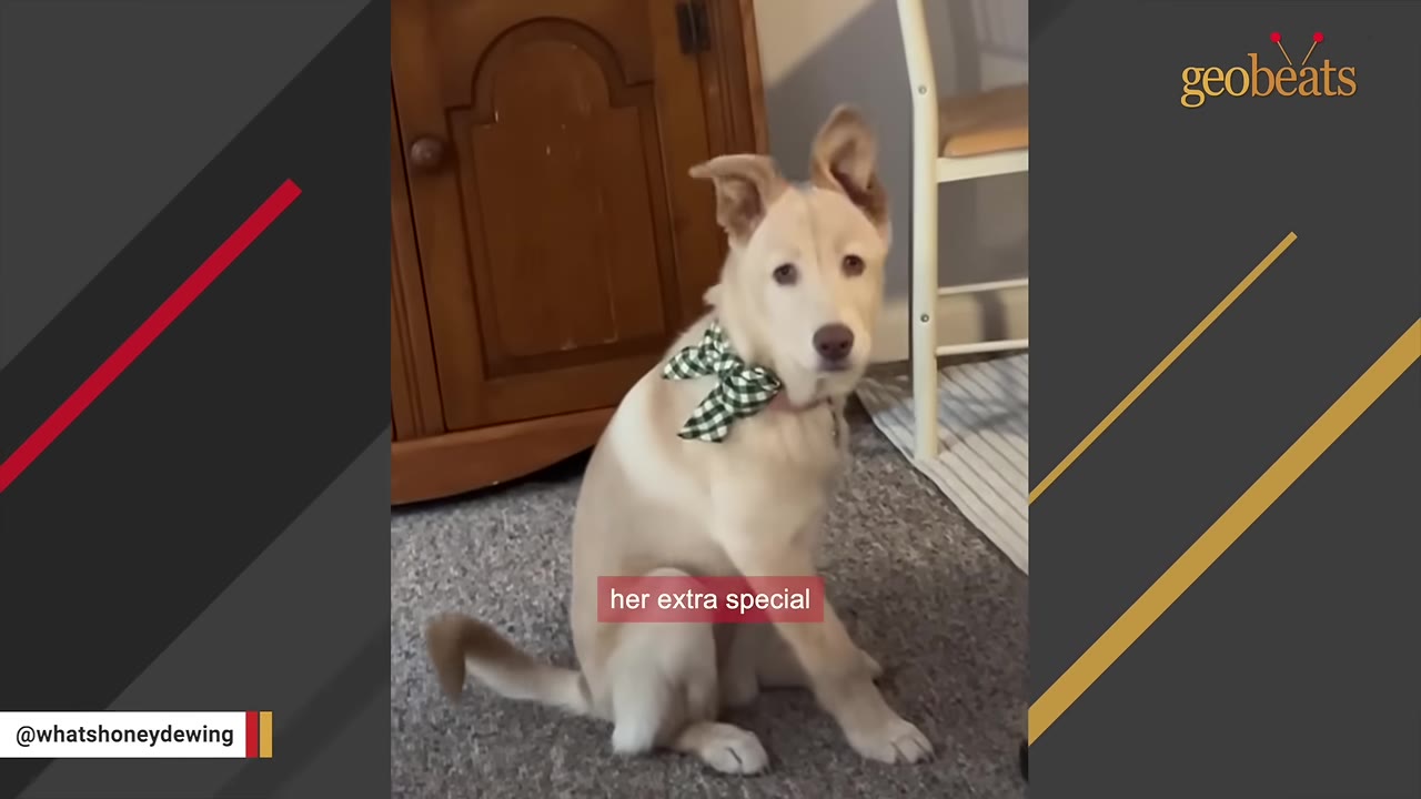A light-colored puppy wearing a green and white checkered bow tie sits on a grey carpet, looking directly at the camera with a text overlay that reads 'her extra special'.
