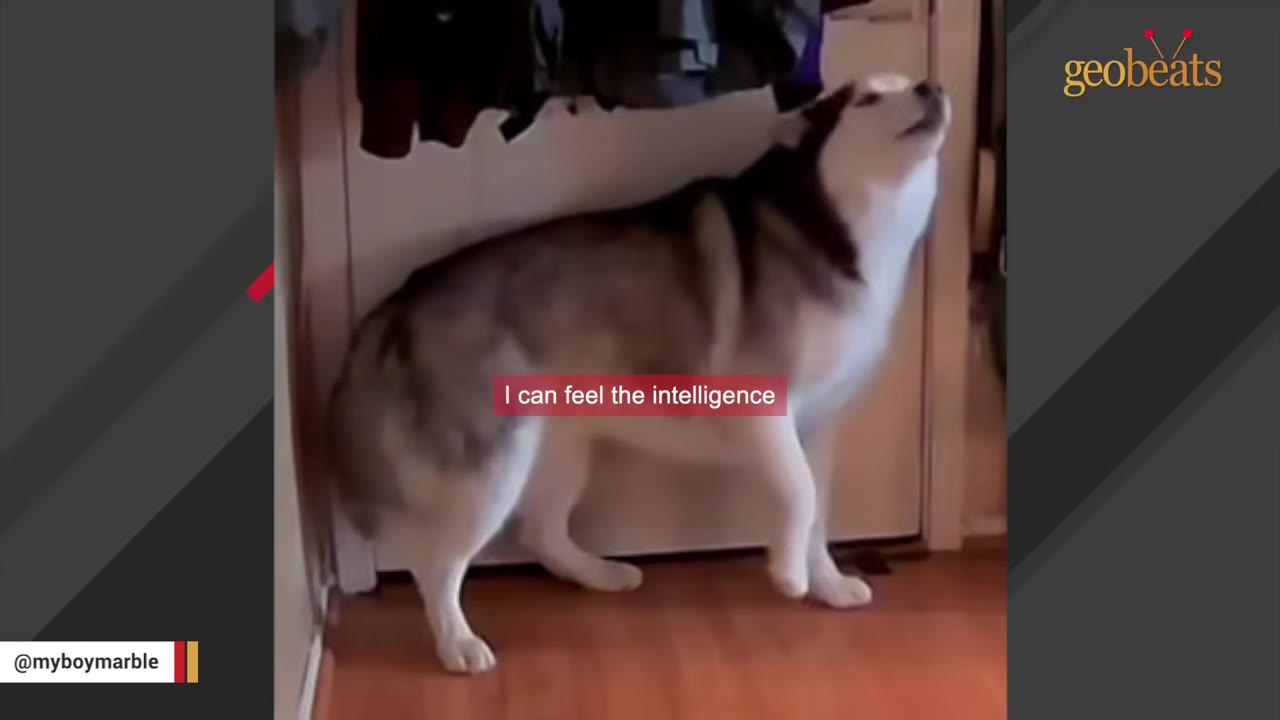 A husky dog stands on a wooden floor near a doorway, looking upwards with its head tilted back.