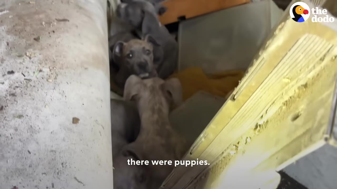 A close-up shot of a litter of small grey puppies huddled together in a narrow, cluttered space inside an abandoned building.