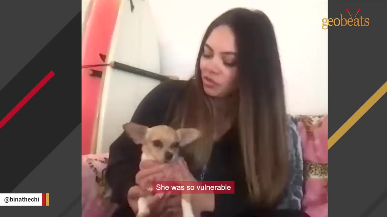 A woman with long brown hair gently cradles a tiny, light-colored Chihuahua in her hands.