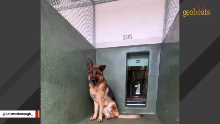 California German Shepherd Stopped Eating In His Kennel After Adopters Rejected Him For The Way He Looked