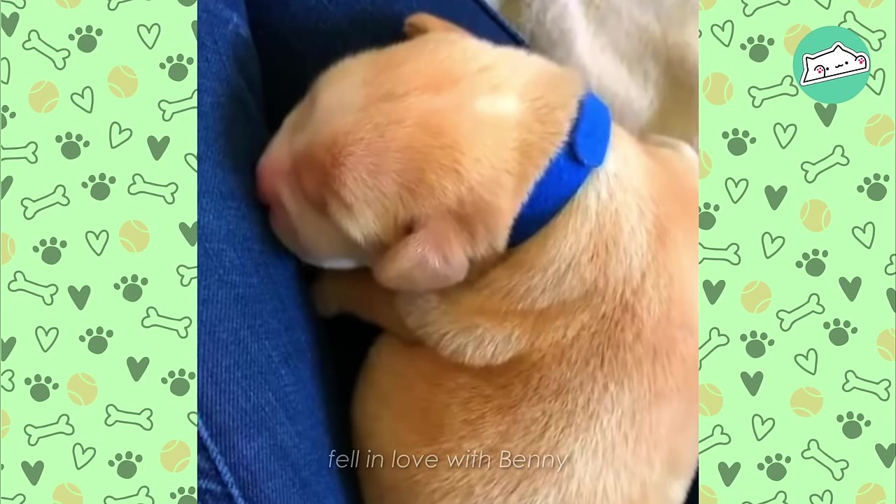 A close-up shot of a tiny, light brown puppy wearing a blue collar, sleeping curled up on a person's lap wearing blue jeans.