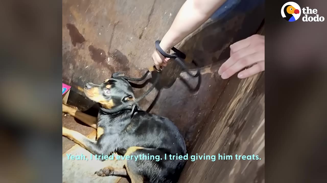 A black and tan dog cowering in a dumpster as a person's hand reaches in holding a leash, with a caption reading 'Yeah, I tried everything. I tried giving him treats.'