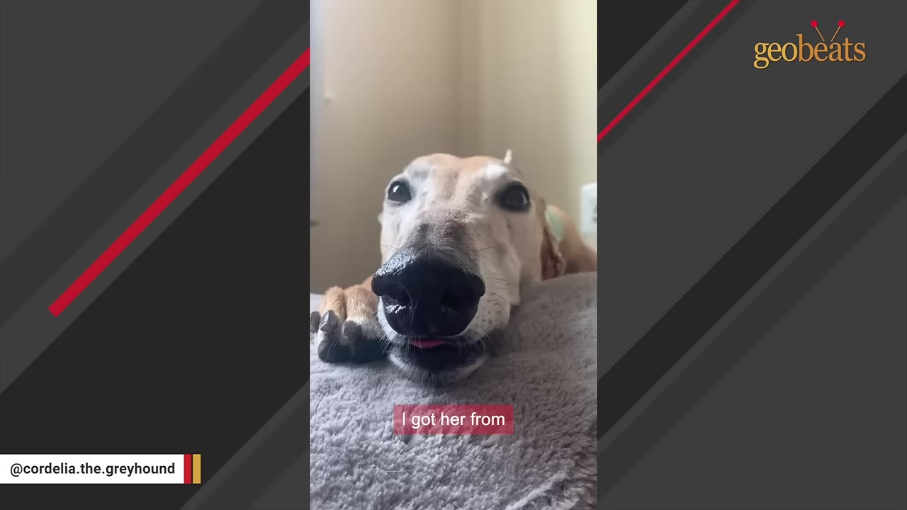 A close-up shot of a light brown greyhound lying down on a grey blanket, looking directly at the camera.