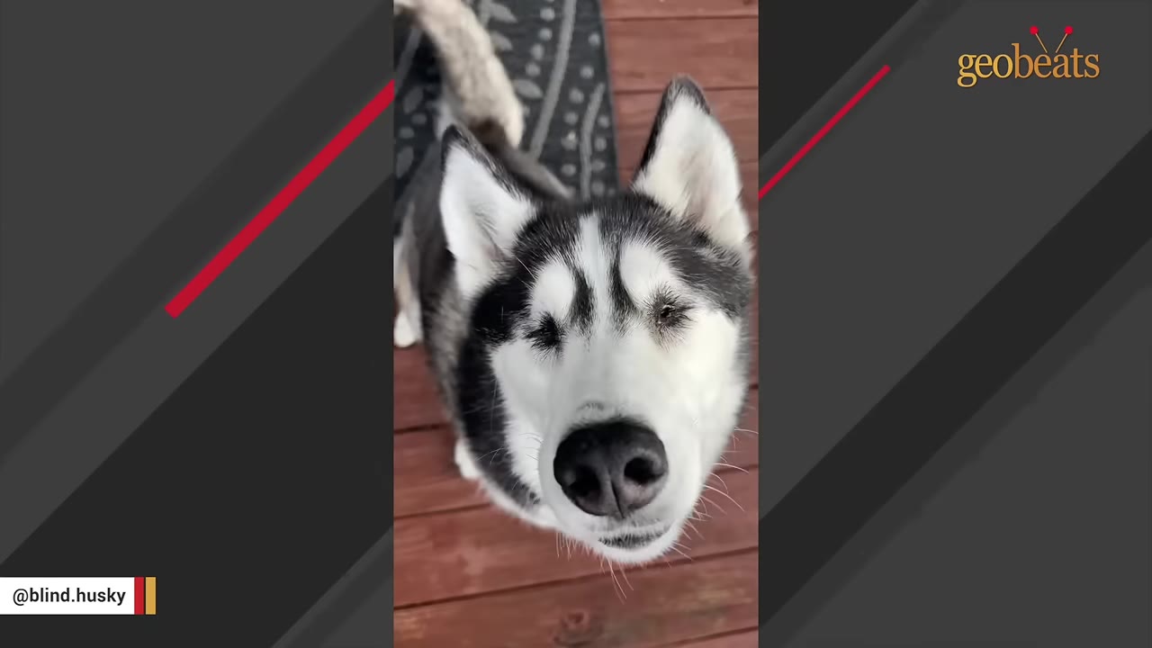 A close-up shot of a black and white blind husky looking up with its head tilted slightly, standing on a wooden deck.
