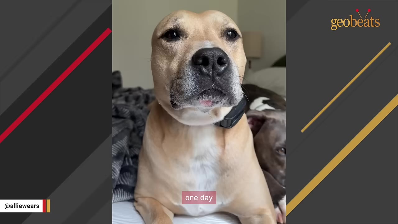 A tan dog with a black collar looks directly at the camera while lying down.