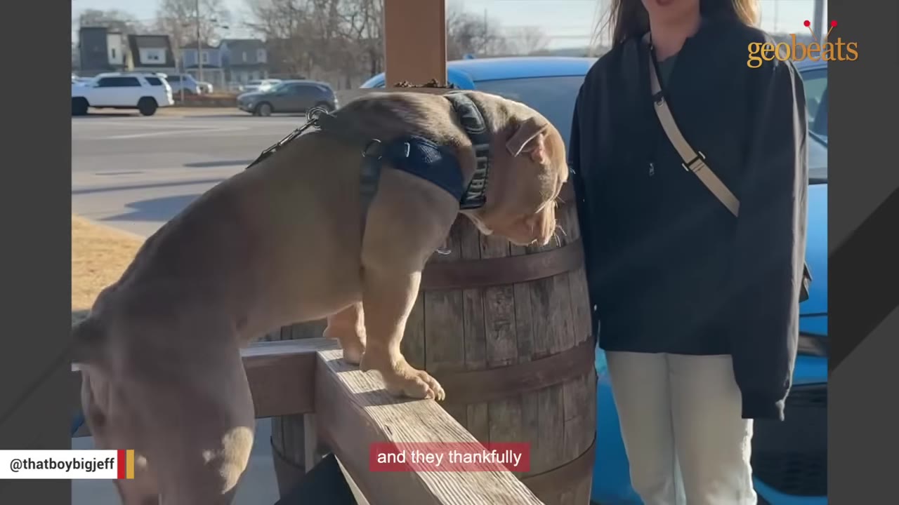 A muscular brown dog wearing a harness stands on a wooden railing next to a wooden barrel, with a woman standing nearby outdoors.
