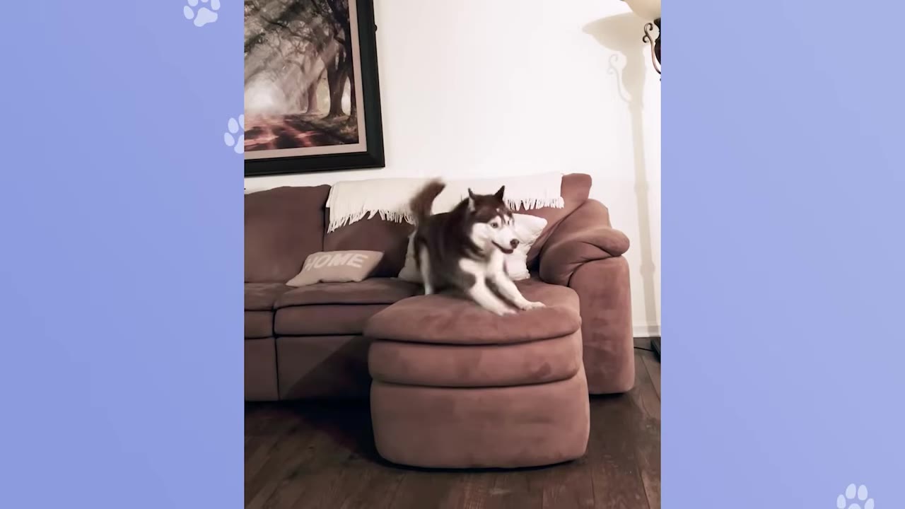 A brown and white husky stretching on a brown sectional sofa inside a living room.