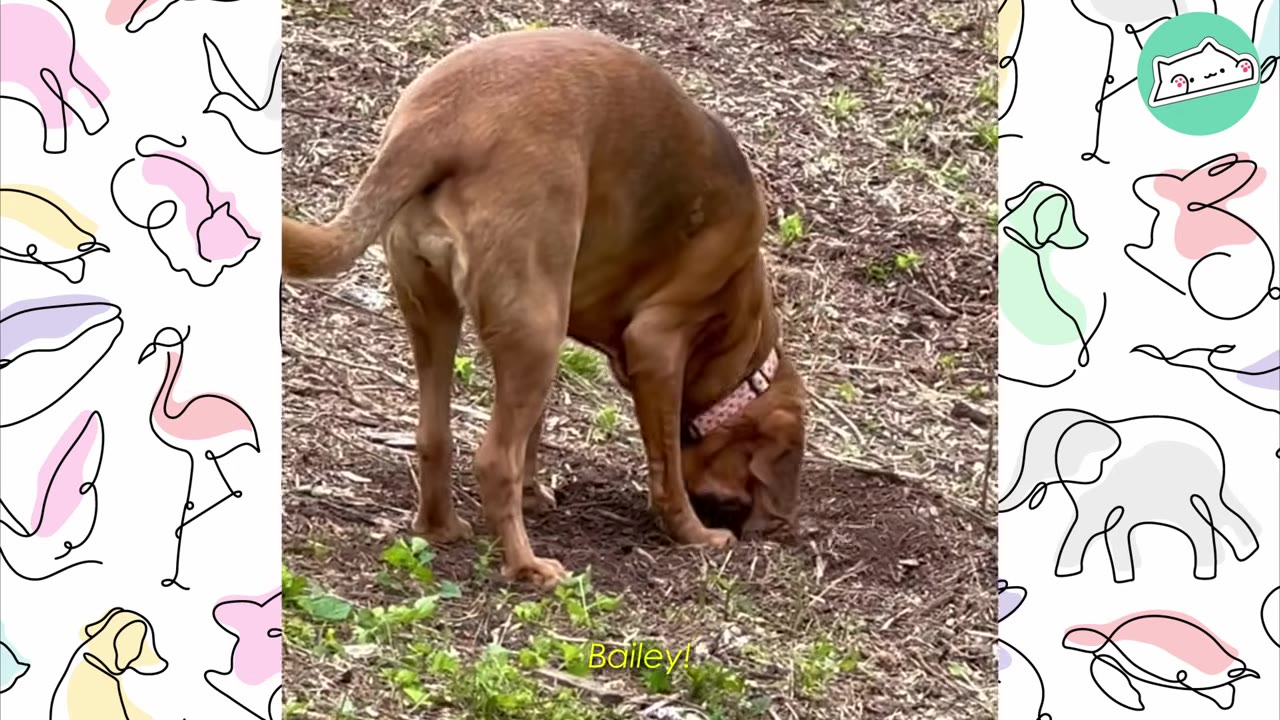 A brown bloodhound dog with its nose pressed to the ground, sniffing the dirt.