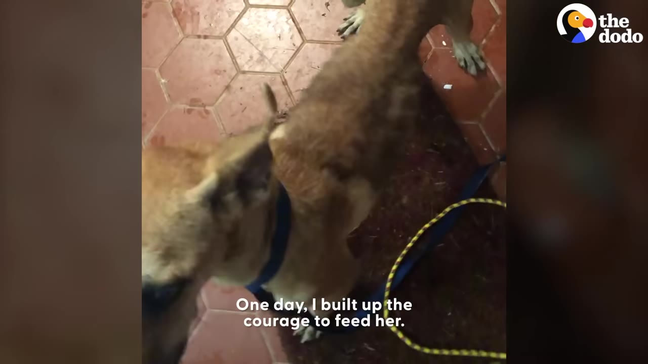 A high-angle shot of a tan dog wearing a blue collar on a tiled floor, with text overlay reading 'One day, I built up the courage to feed her.'