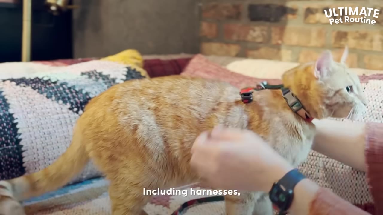 An orange tabby cat standing on a bed while a person's hands adjust a harness around its neck.
