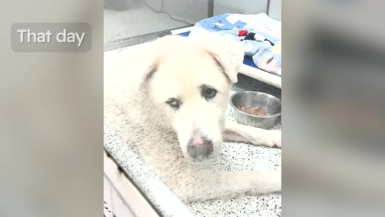 A sad-looking, light-colored senior dog lies on a speckled floor in a shelter kennel next to a metal food bowl, looking directly at the camera with a somber expression.