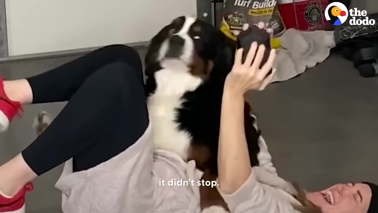 A large Bernese Mountain Dog lies on top of a woman who is lying on her back on the floor, laughing while trying to hold a dumbbell.