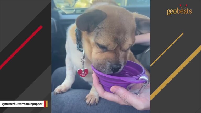 Nevada Rescue Dog Suddenly Recognizes Someone From His Past, And Nobody Is Ready For The Moment