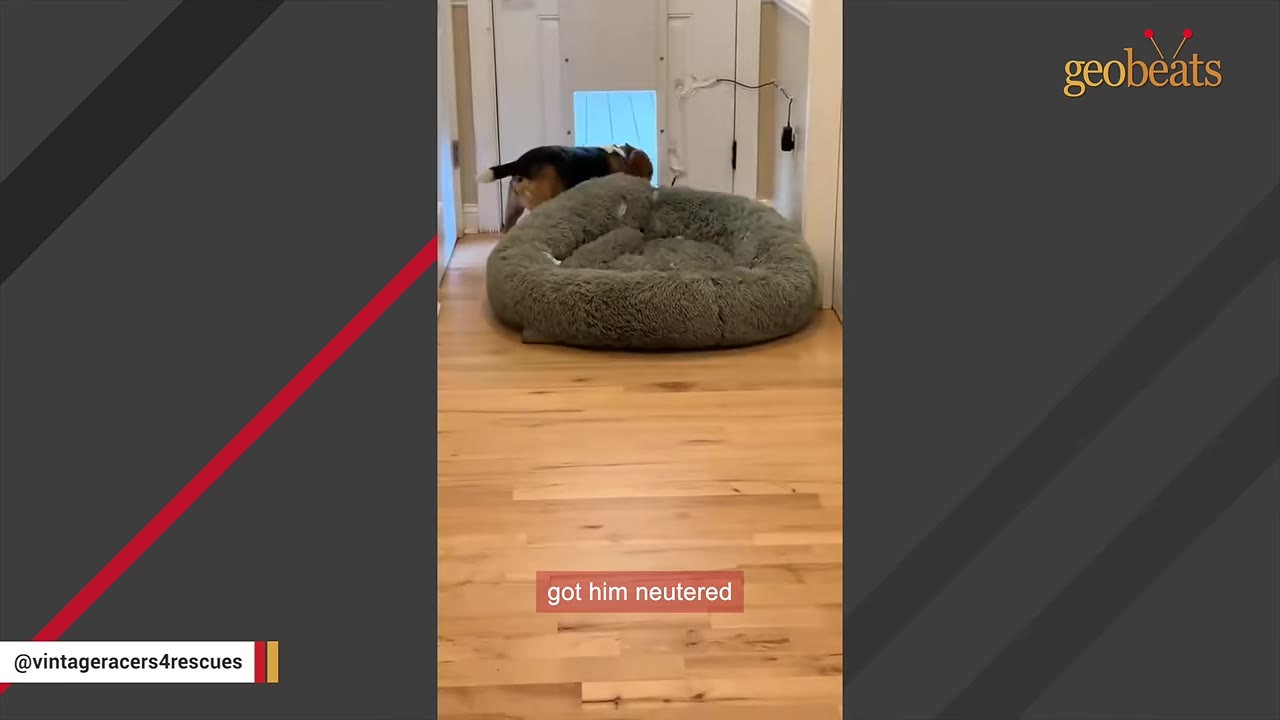 A beagle dog stands in a hallway next to a large grey dog bed, with text on screen reading 'got him neutered'.