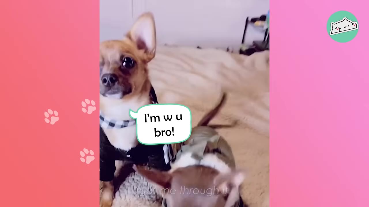 A small brown chihuahua wearing a black shirt and a checkered collar looks directly at the camera next to a speech bubble that reads 'I'm w u bro!' while another dog is partially visible in the foreground.