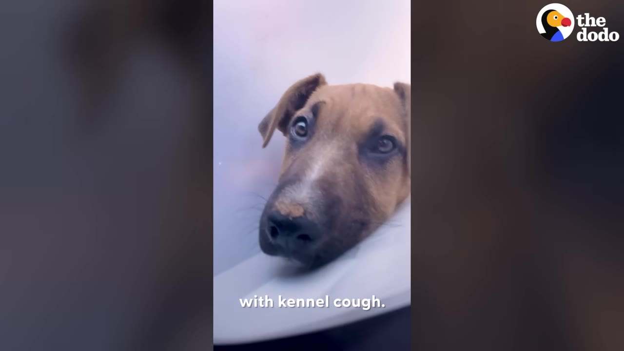 A close-up of a brown puppy wearing a white medical cone, looking sad.