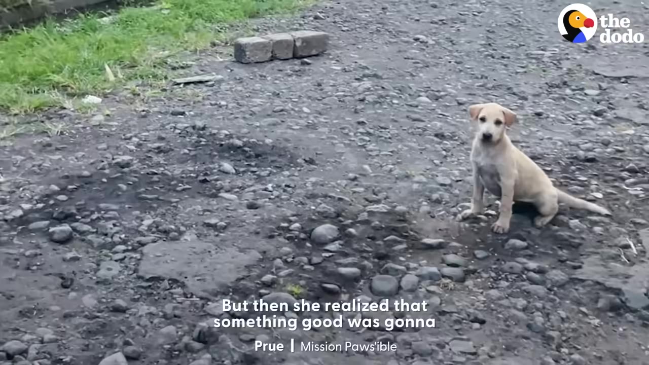 A small light-brown puppy sits on a rocky, gravelly ground, looking directly at the camera with a curious and hesitant expression.