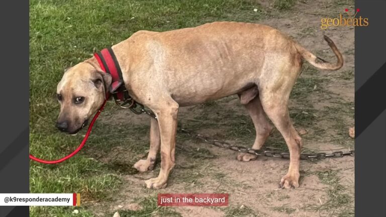 Rescuer Nervously Approached A Chained North Carolina Dog And Froze At What Was In His Mouth