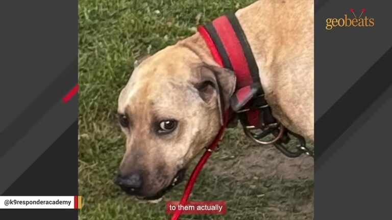 North Carolina Animal Control Officer Glanced Into A Yard And Realized Something Was Terribly Wrong