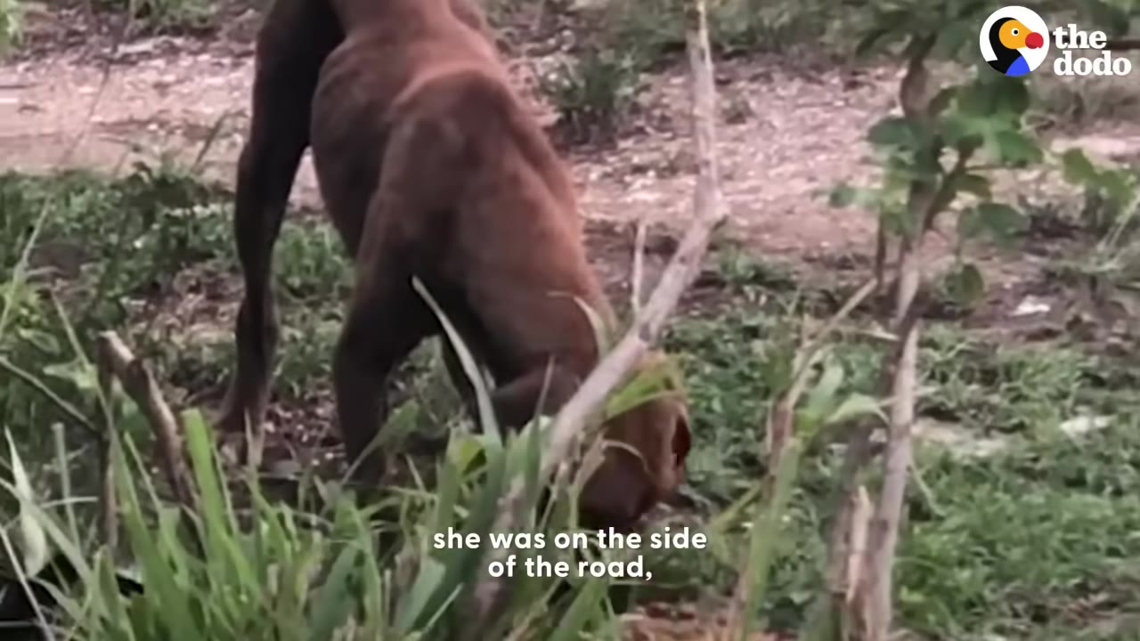 A skinny brown dog stands behind tall green grass and branches on a dirt and grassy area.
