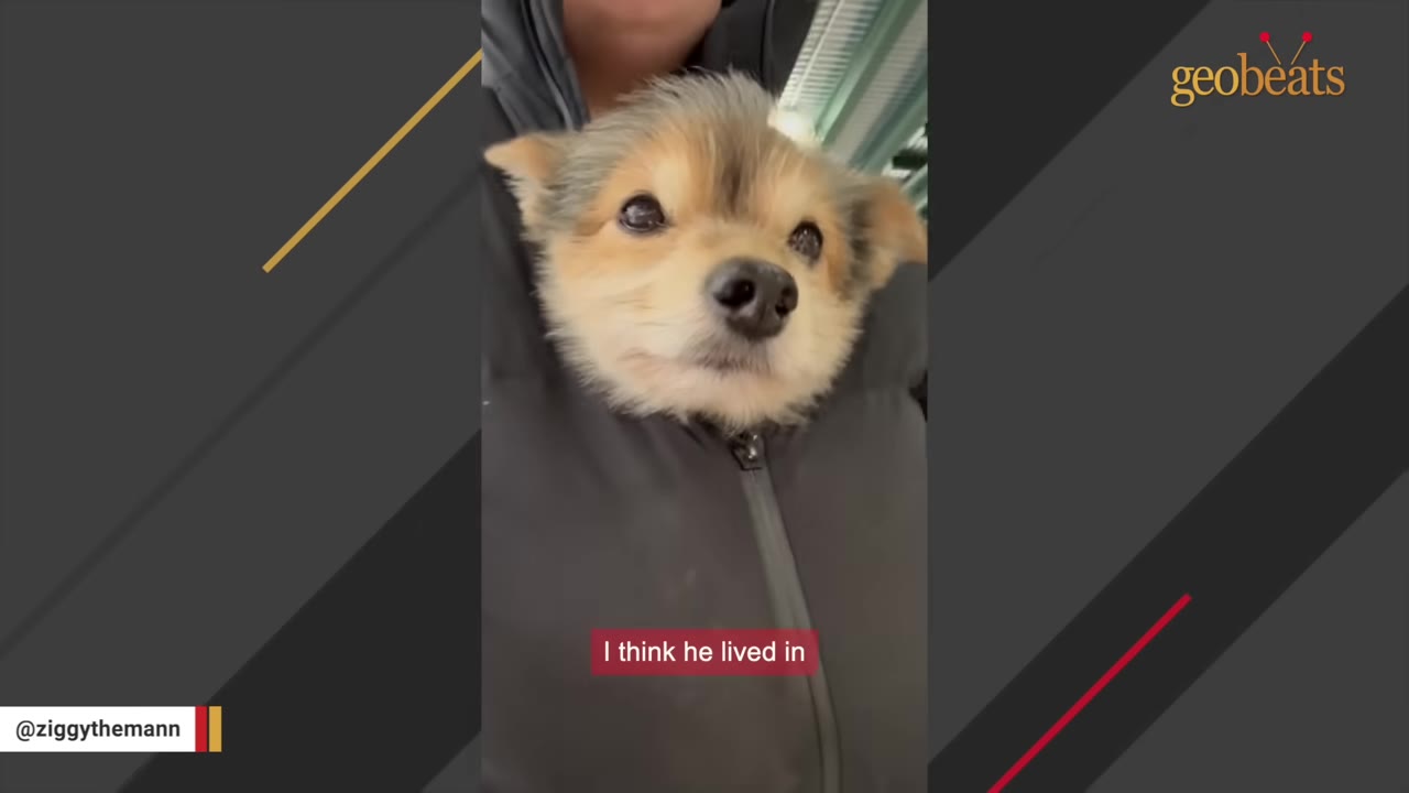 A close-up of a small, fluffy brown and black dog tucked inside a person's black zippered jacket, looking directly at the camera.
