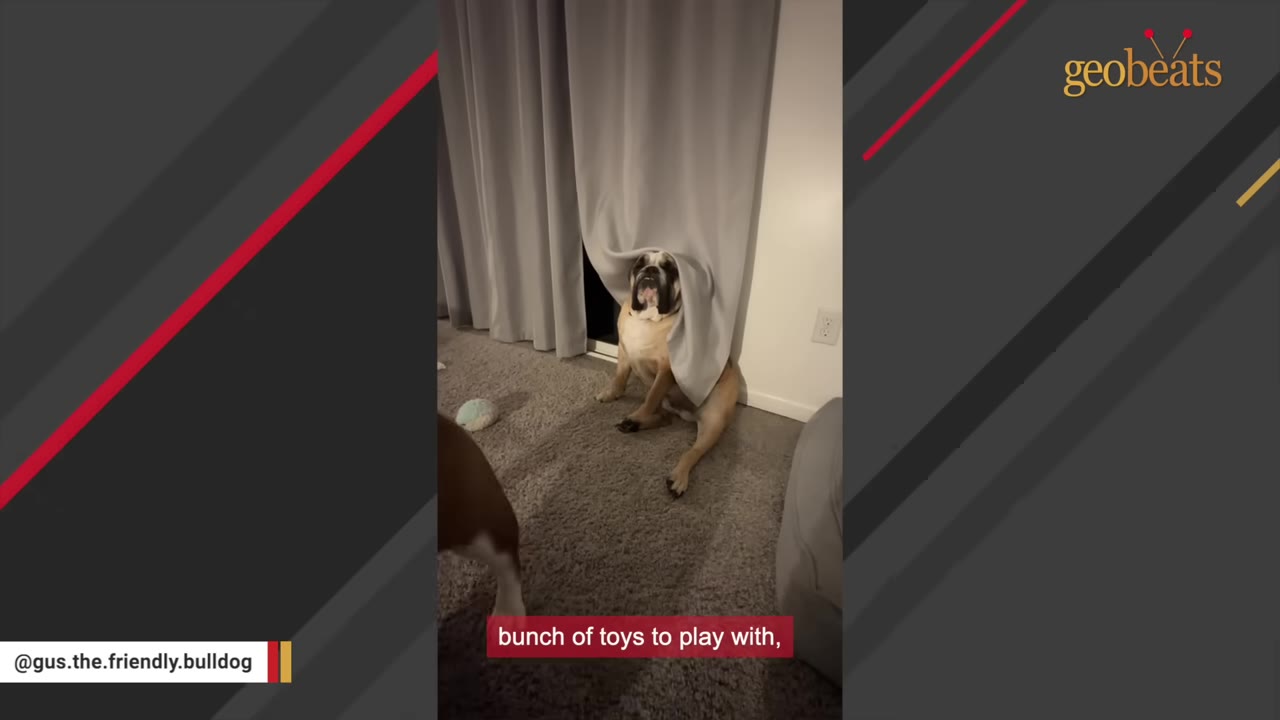 An English bulldog sits on a carpeted floor with its head tucked under a grey curtain, ignoring a toy on the floor nearby.
