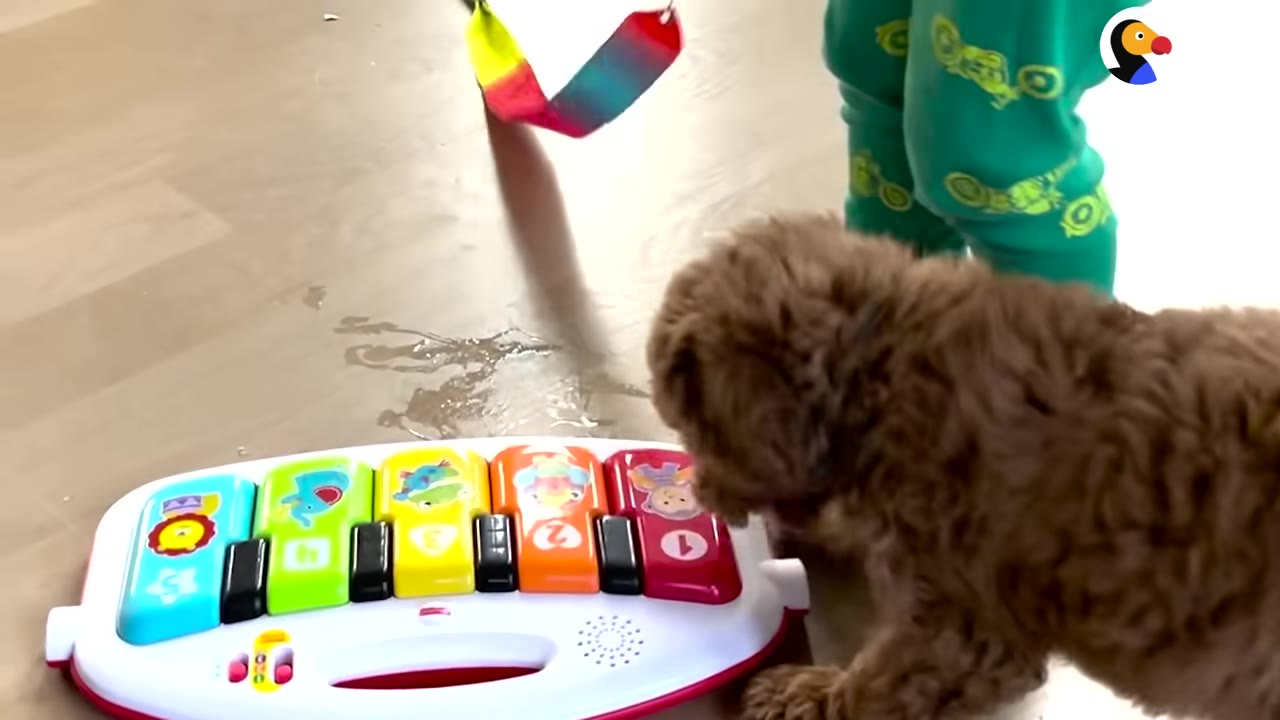 A fluffy brown puppy stands on a wooden floor next to a toddler in green pants, sniffing a colorful toy piano.