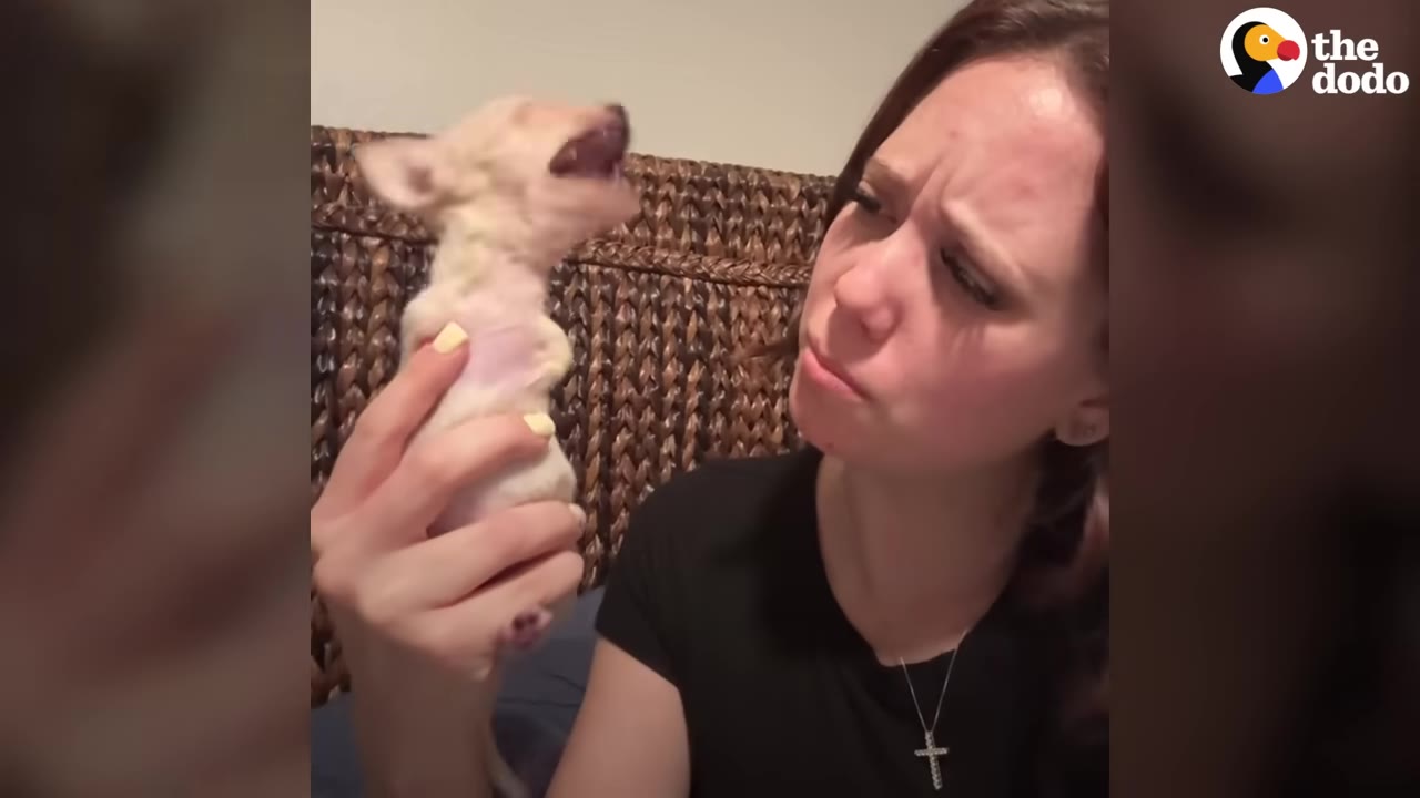 A woman holds a tiny, hairless puppy upright in her hand as it opens its mouth wide, while she looks on with a concerned expression.