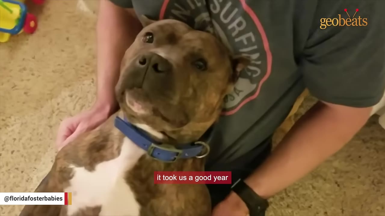 A close-up of a brindle pit bull with a blue collar looking up with wide, tentative eyes while resting against a person.
