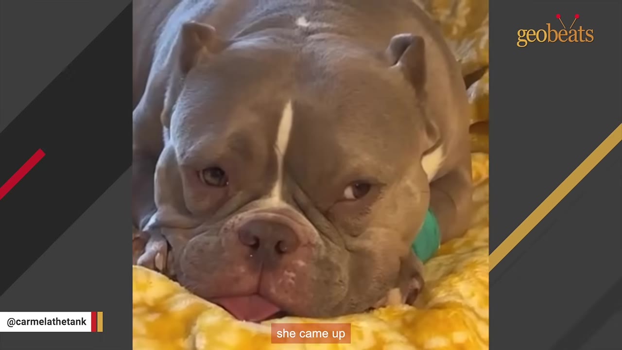 A close-up shot of a grey and white bulldog lying down on a yellow blanket, looking directly at the camera with a sad expression.