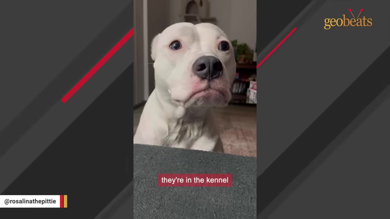 A close-up of a white dog looking up with wide eyes, with a subtitle that reads 'they're in the kennel'.