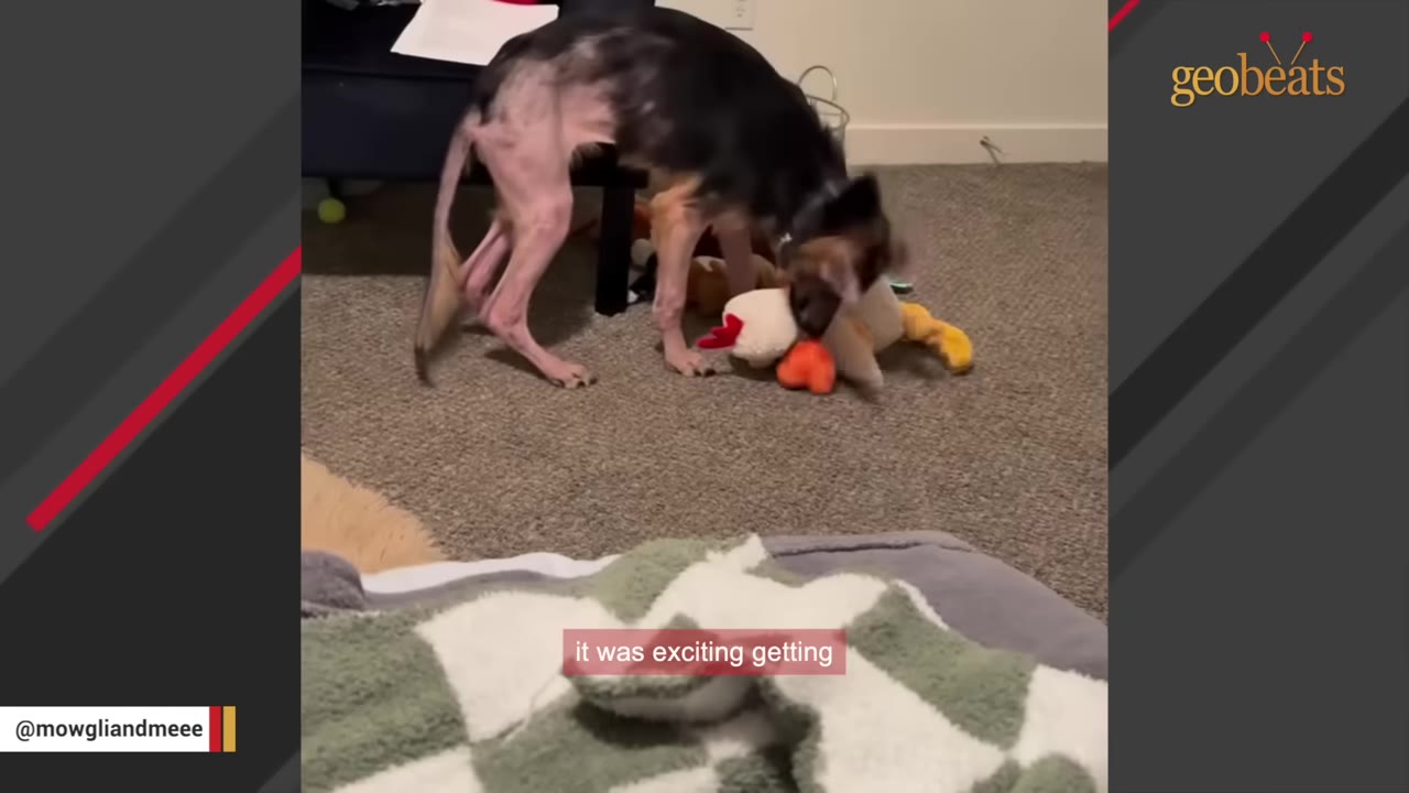 A thin dog with significant hair loss on its body and hind legs stands on a carpeted floor, playing with a plush toy.