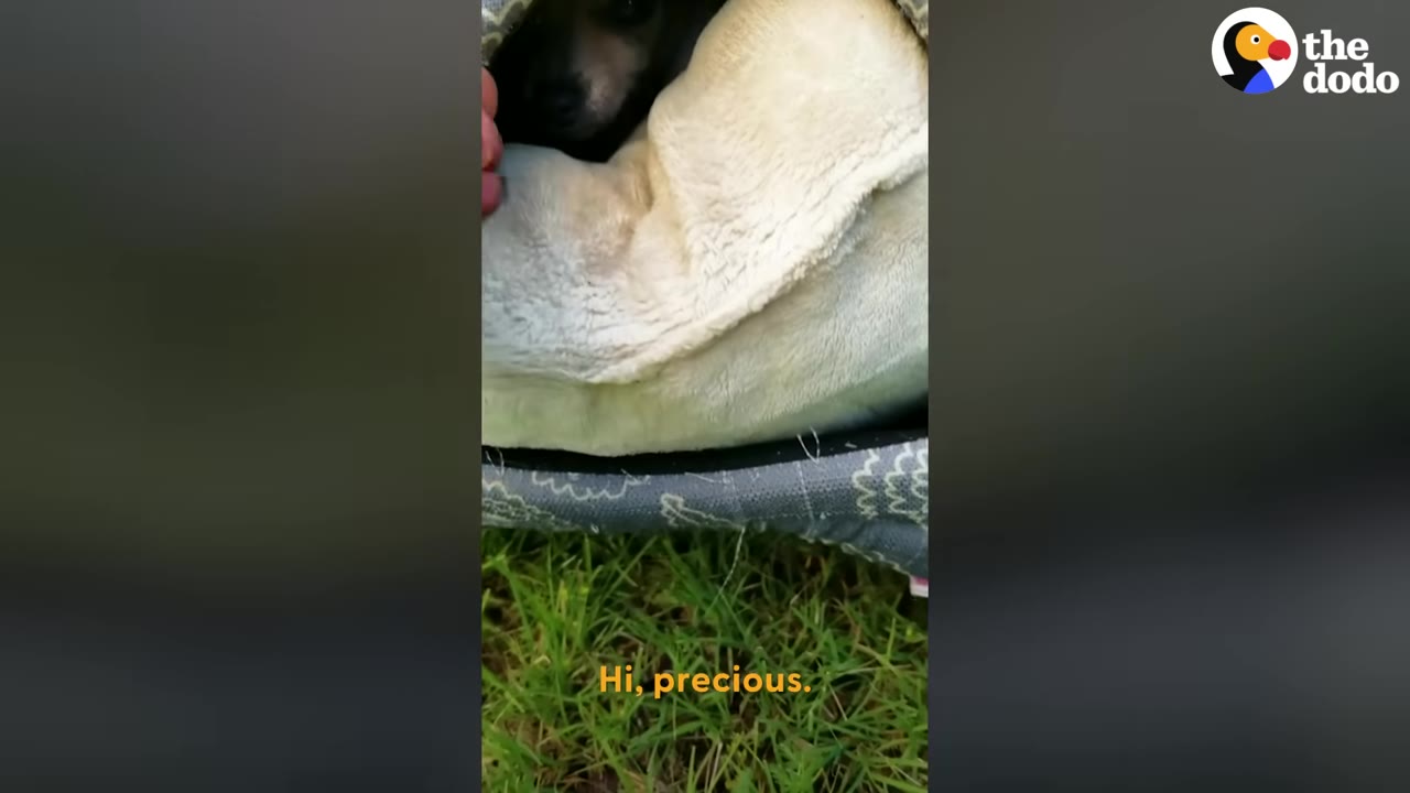 A tiny dark puppy peeks out from a plush dog bed placed on the green grass outdoors.