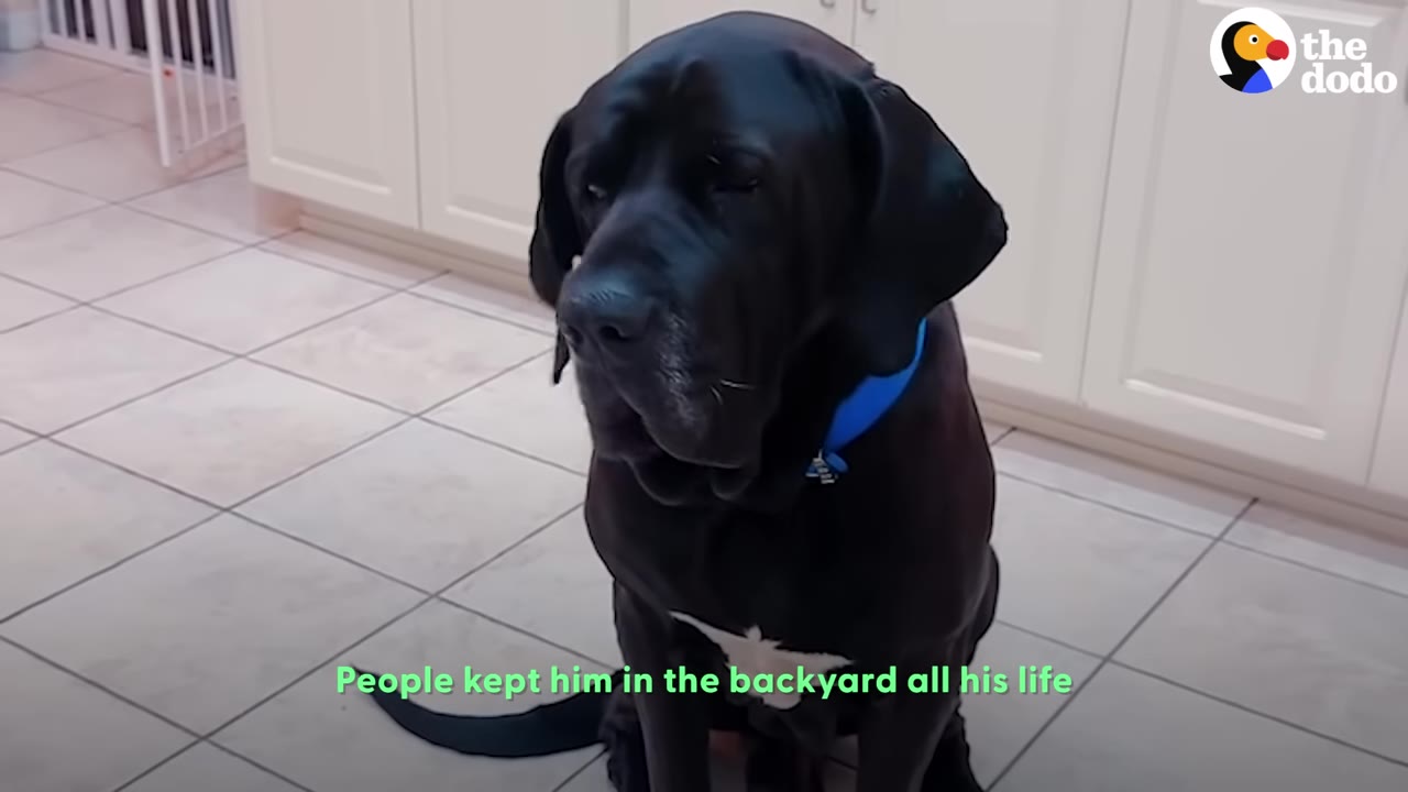 A large black dog with a blue collar sits on a tiled floor looking sad.